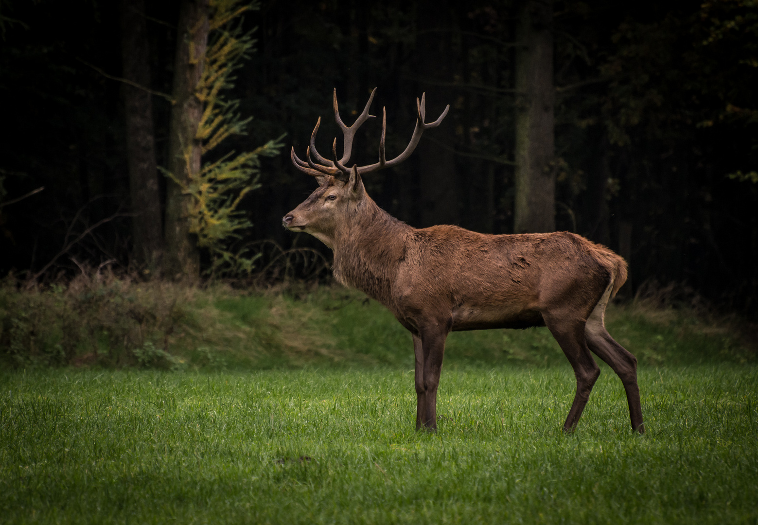 Platzhirsch