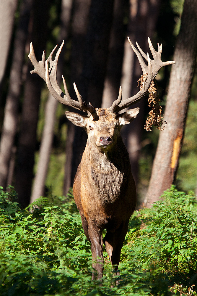 Platzhirsch