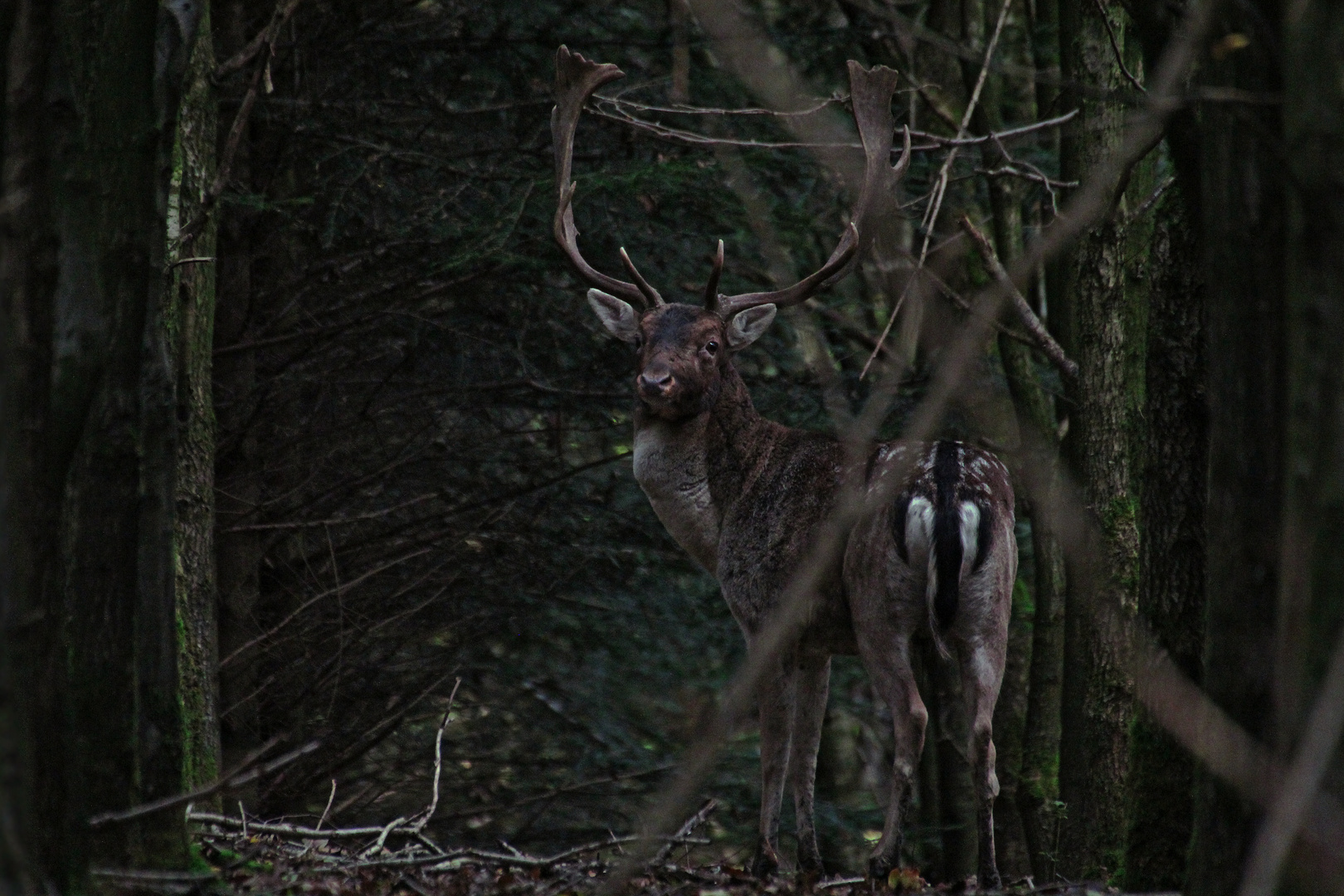 Platzhirsch