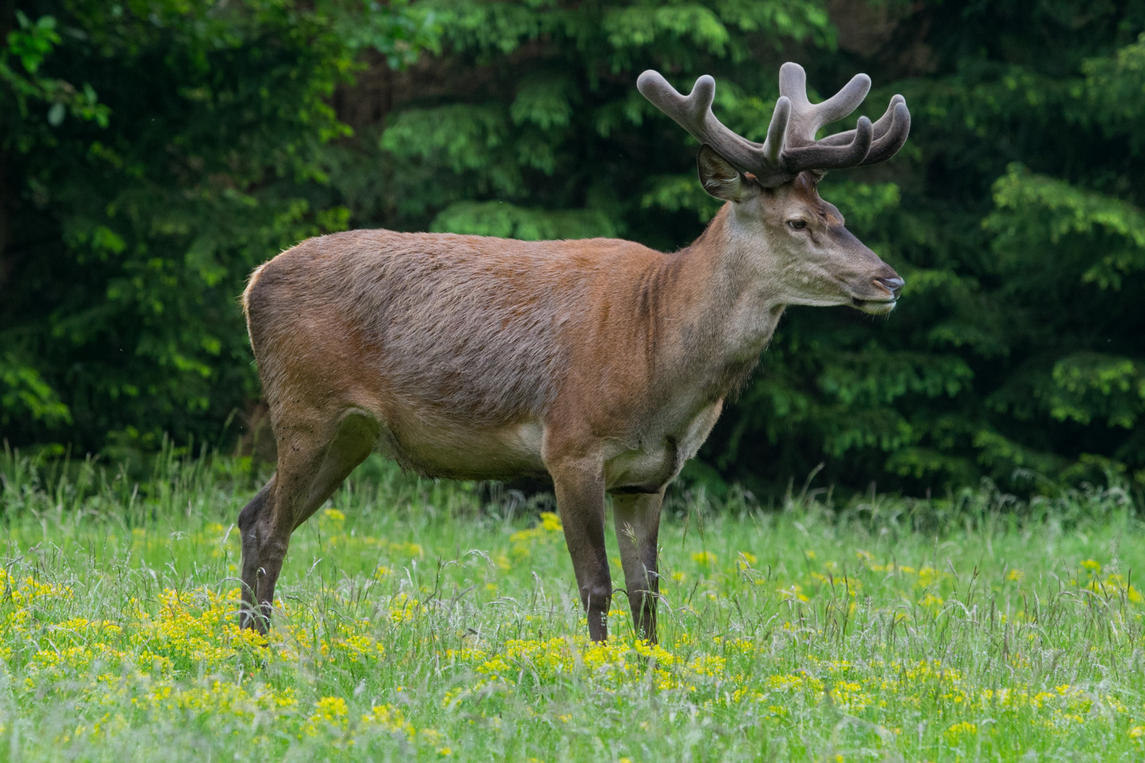 Platzhirsch 