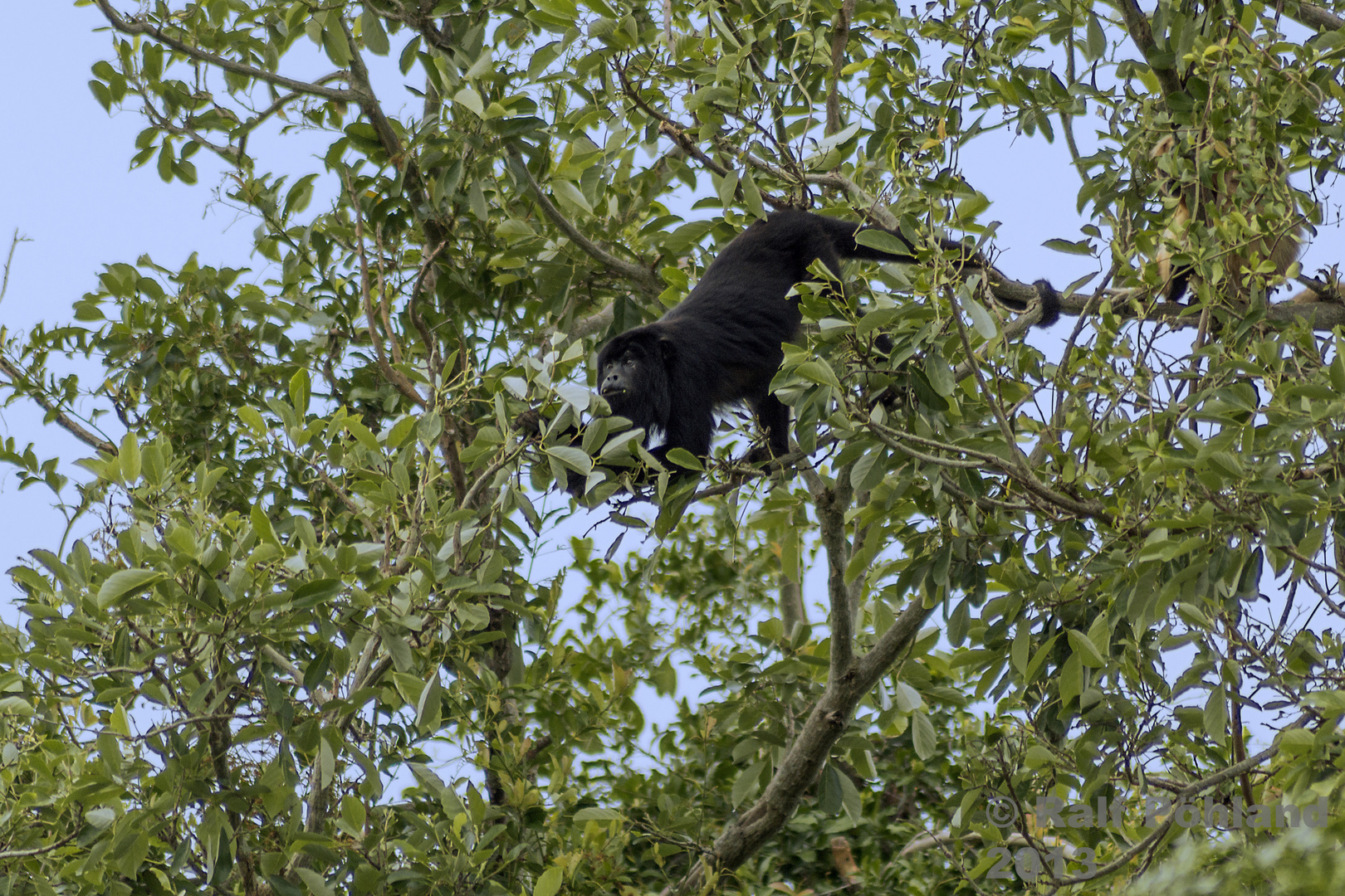 Platzhirsch