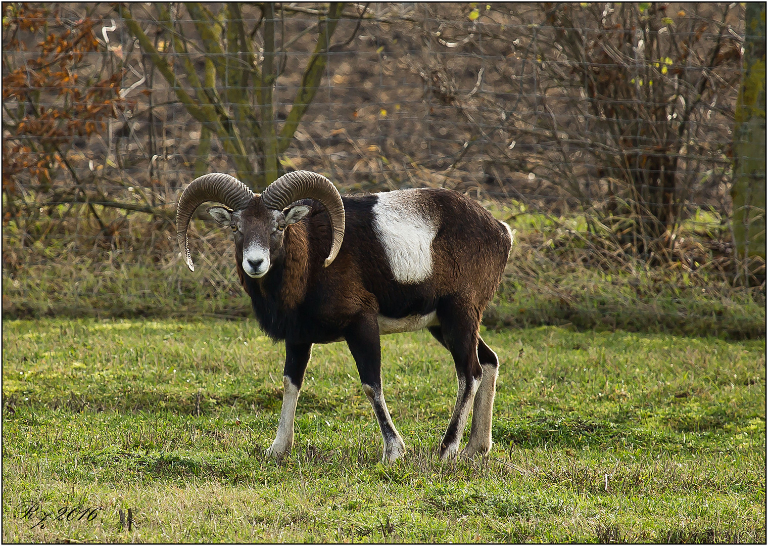 "Platzhirsch"