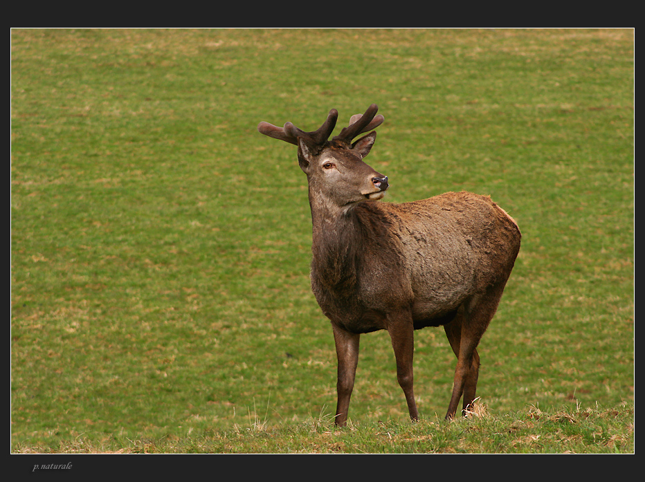 ~ Platzhirsch ~