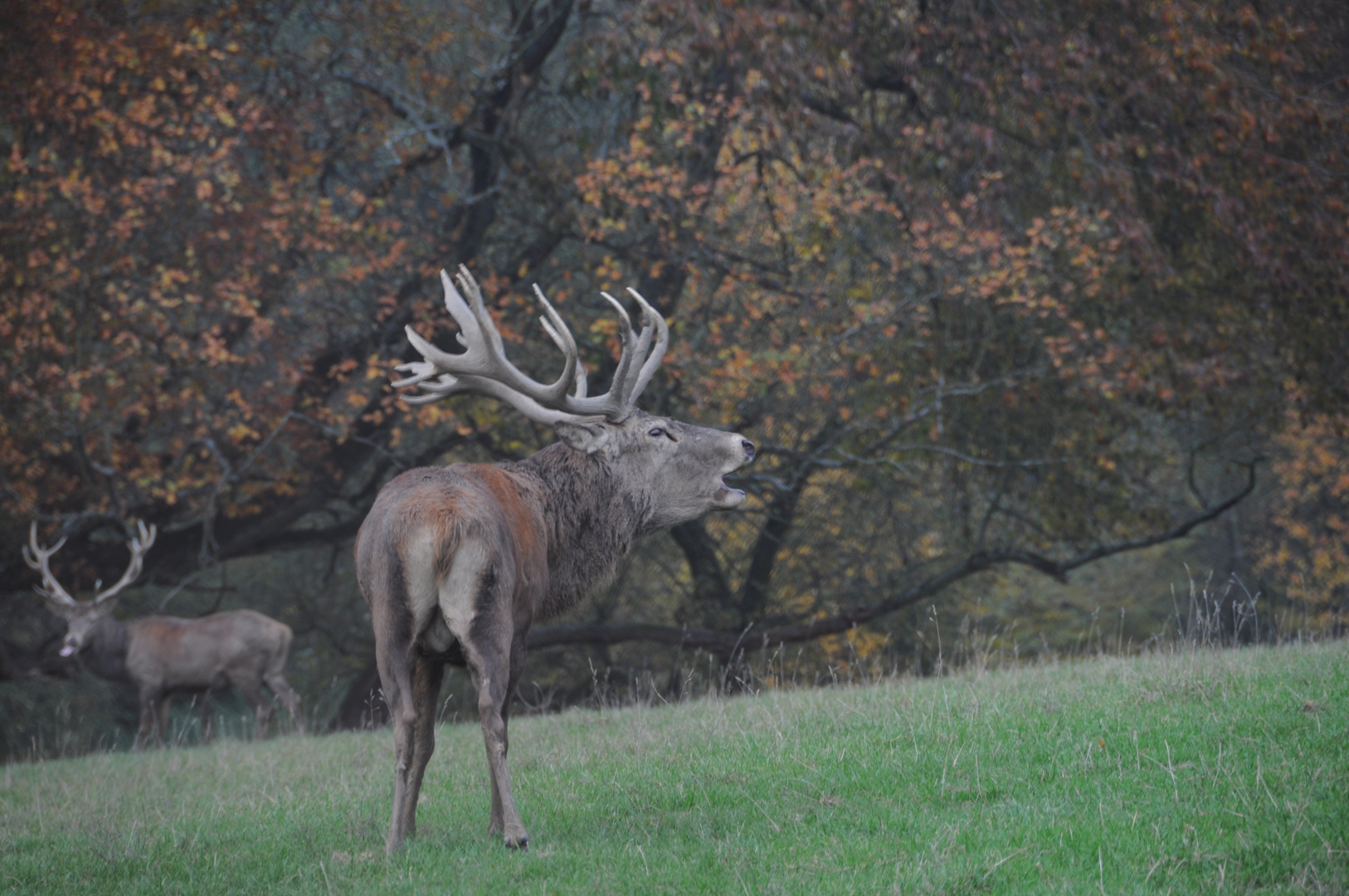 Platzhirsch