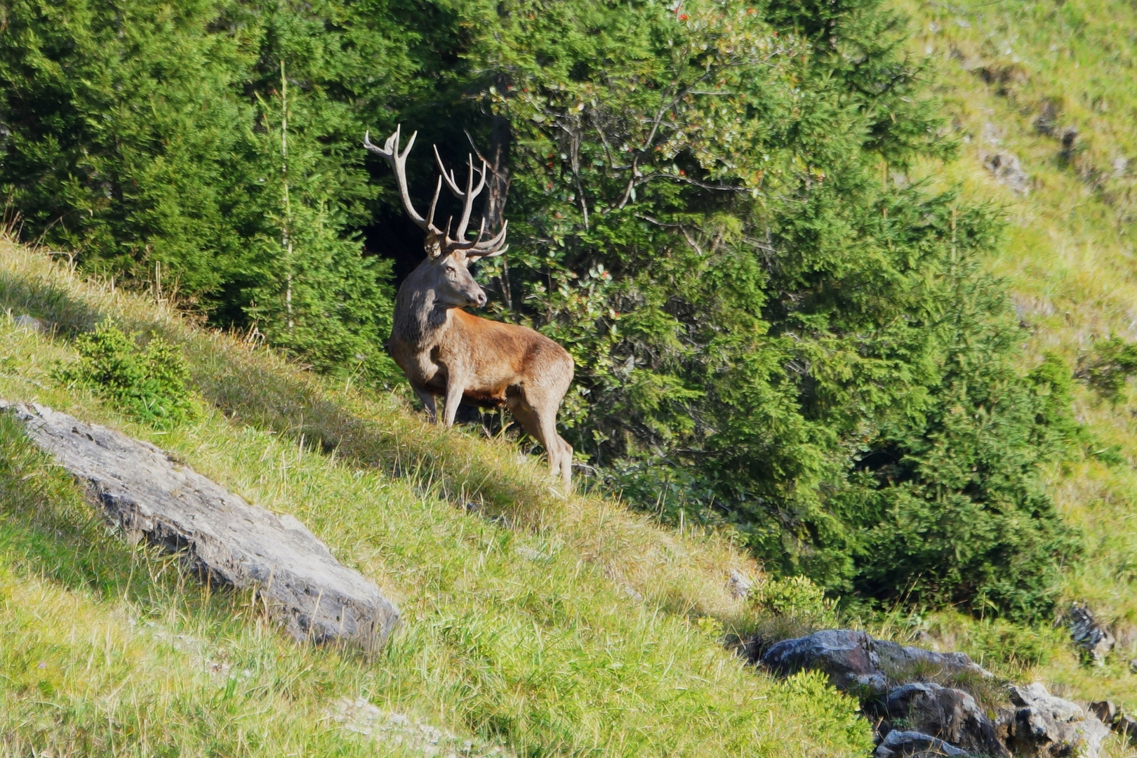 Platzhirsch