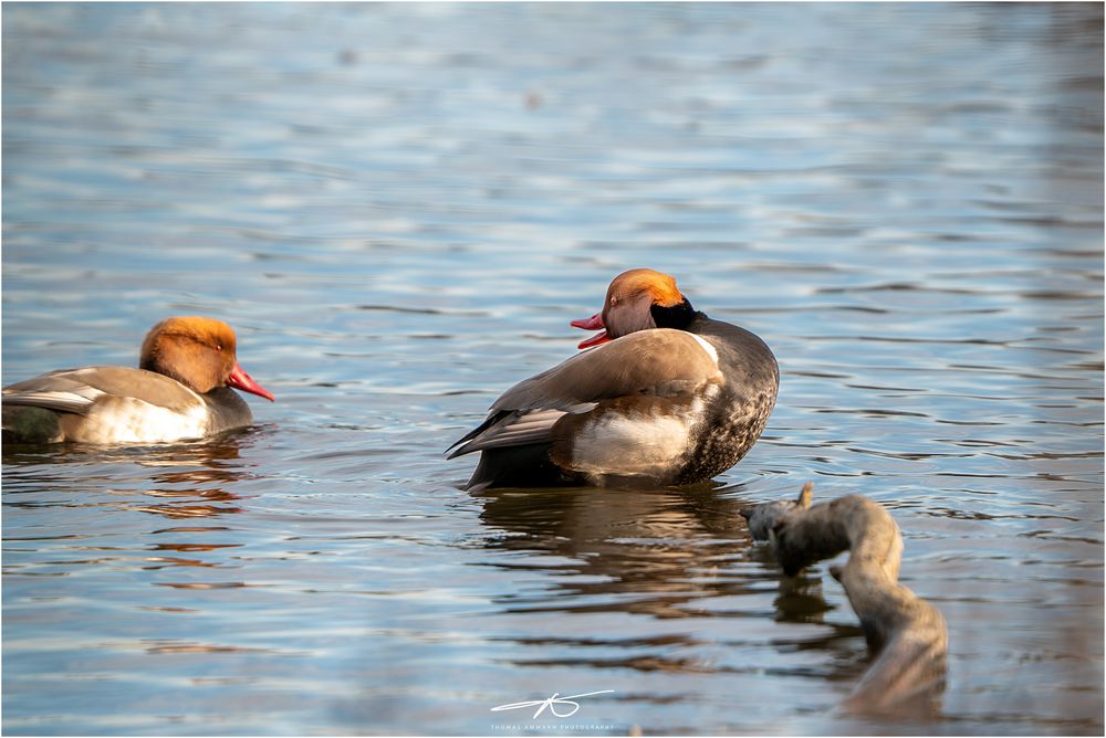 Platzhirsch (-ente)