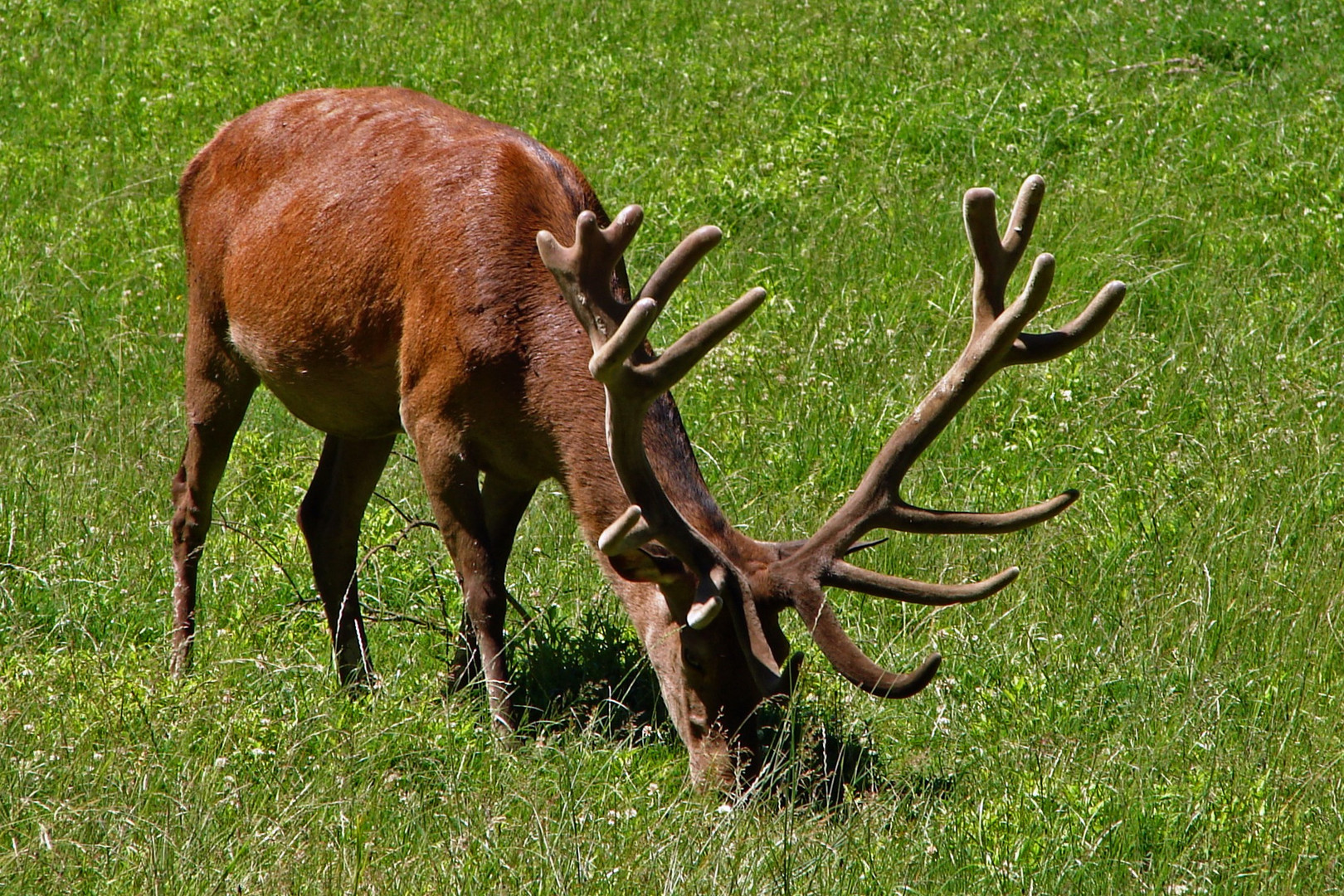 Platzhirsch