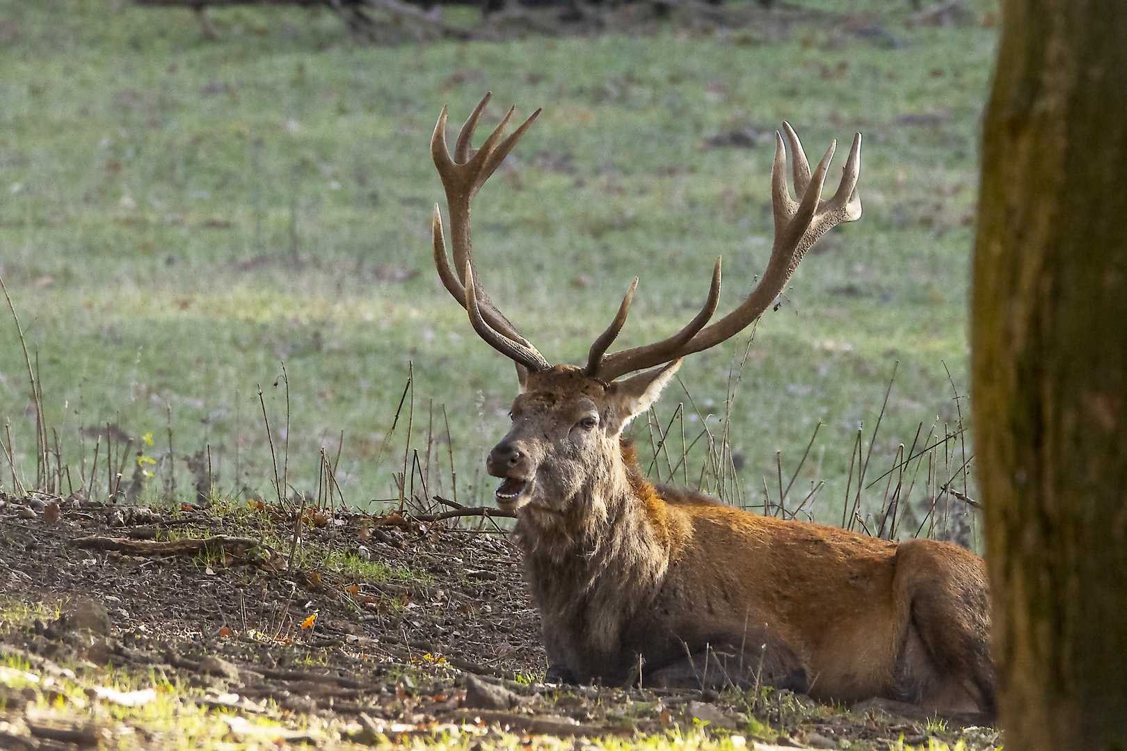 Platzhirsch II 