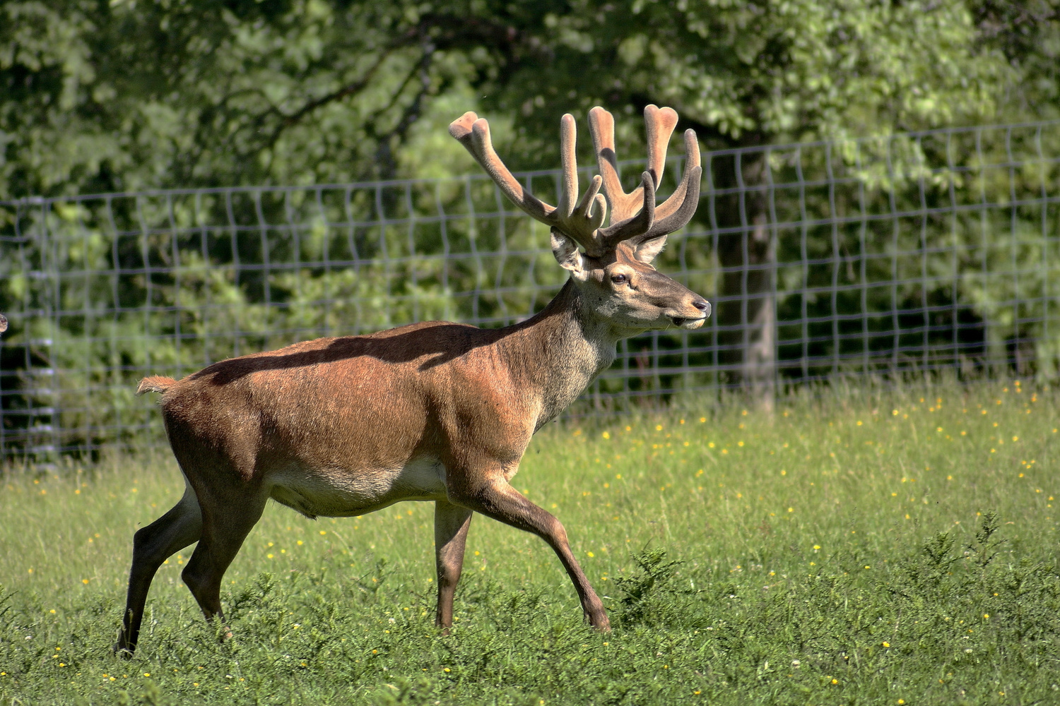 Platzhirsch im Bast