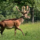 Platzhirsch im Bast