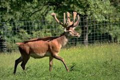 Platzhirsch im Bast