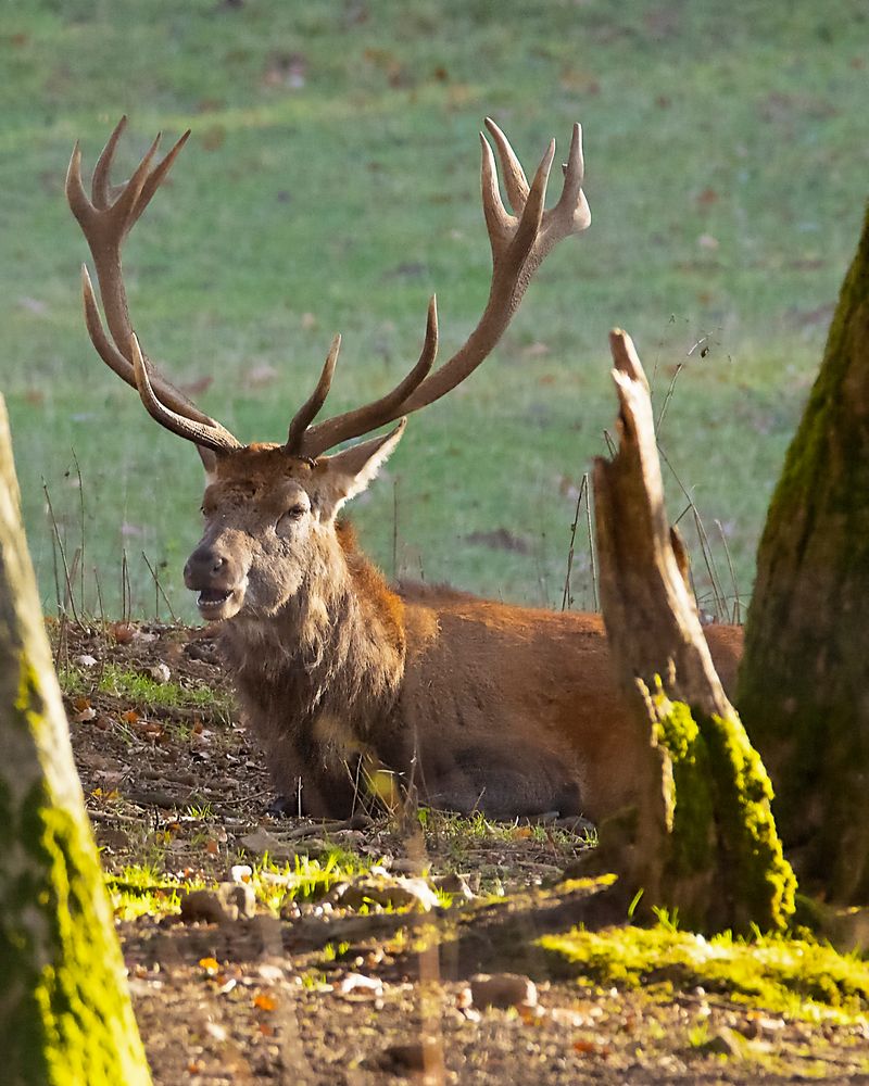 Platzhirsch im Bielsteinrevier_MG_0563