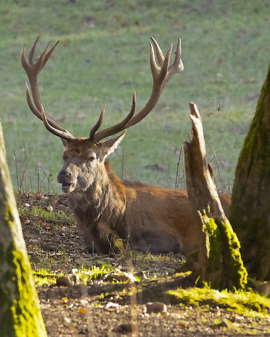 Platzhirsch im Bielsteinrevier_MG_0563