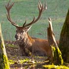 Platzhirsch im Bielsteinrevier_MG_0563