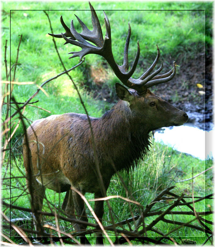 Platzhirsch im Wittiland