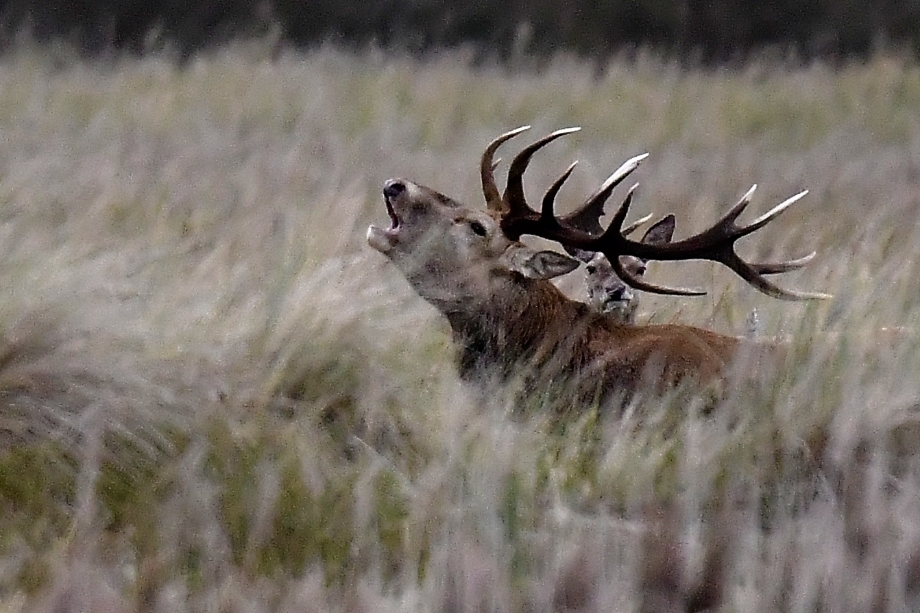 Platzhirsch mit…