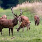 Platzhirsch mit seinen Kühen