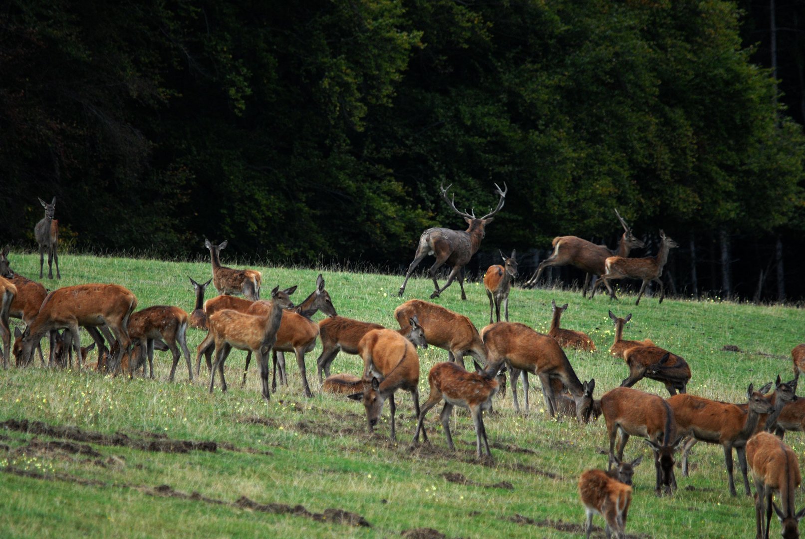 Platzhirsch verjagt einen Beihirsch.