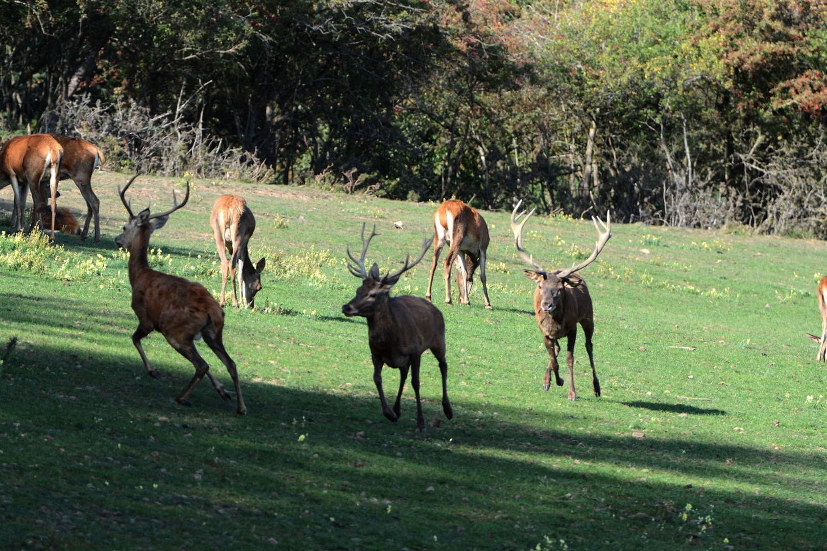 Platzhirsch vertreibt zwei Beihirsche   