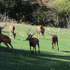 Platzhirsch vertreibt zwei Beihirsche   