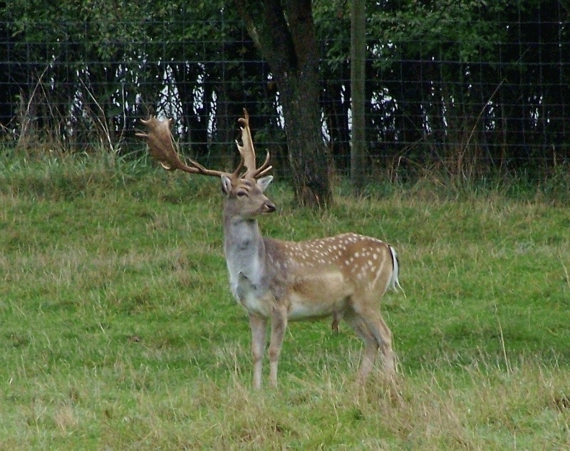 Platzhirsch von Nennig