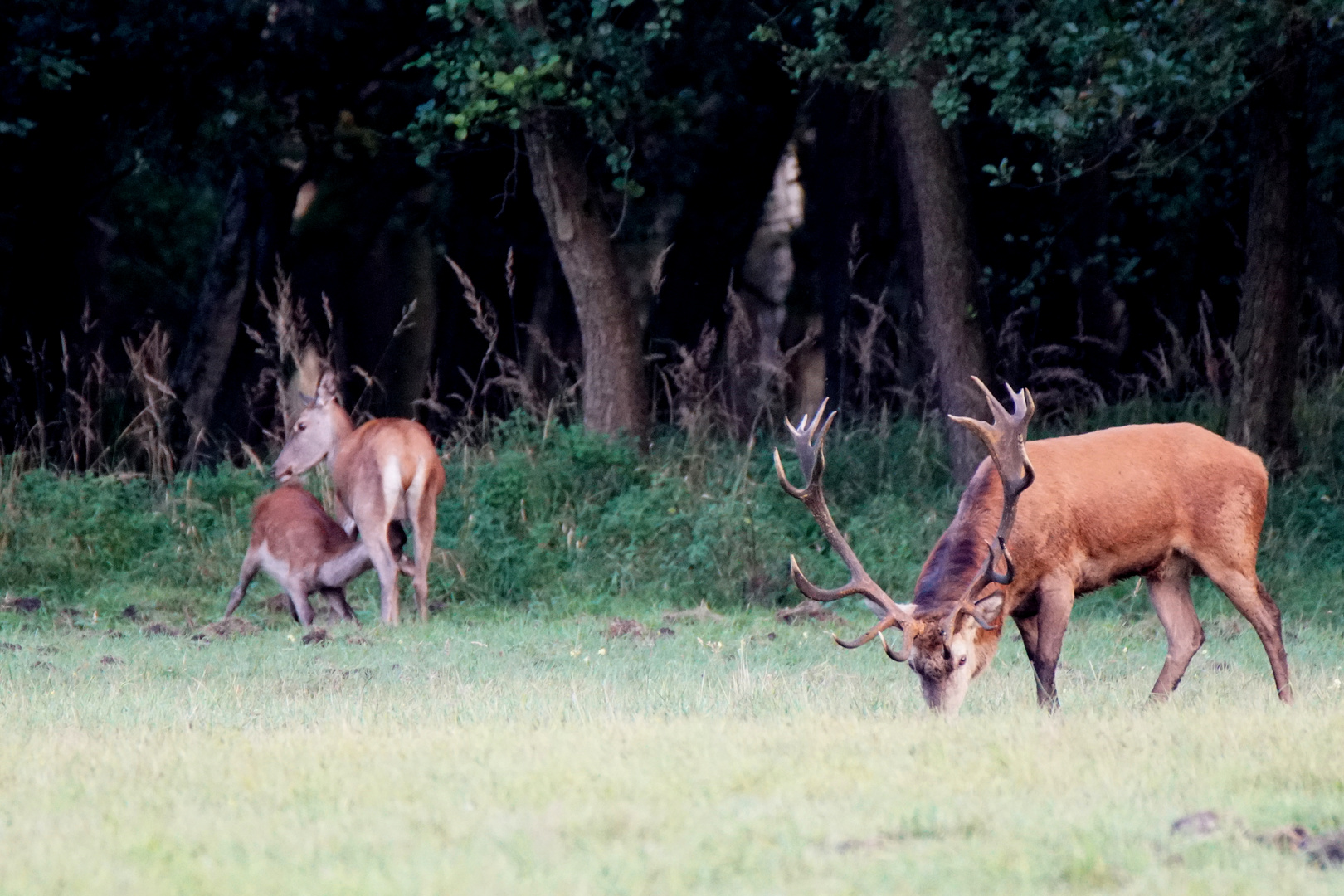 Platzhirsch,Alttier u. Kalb