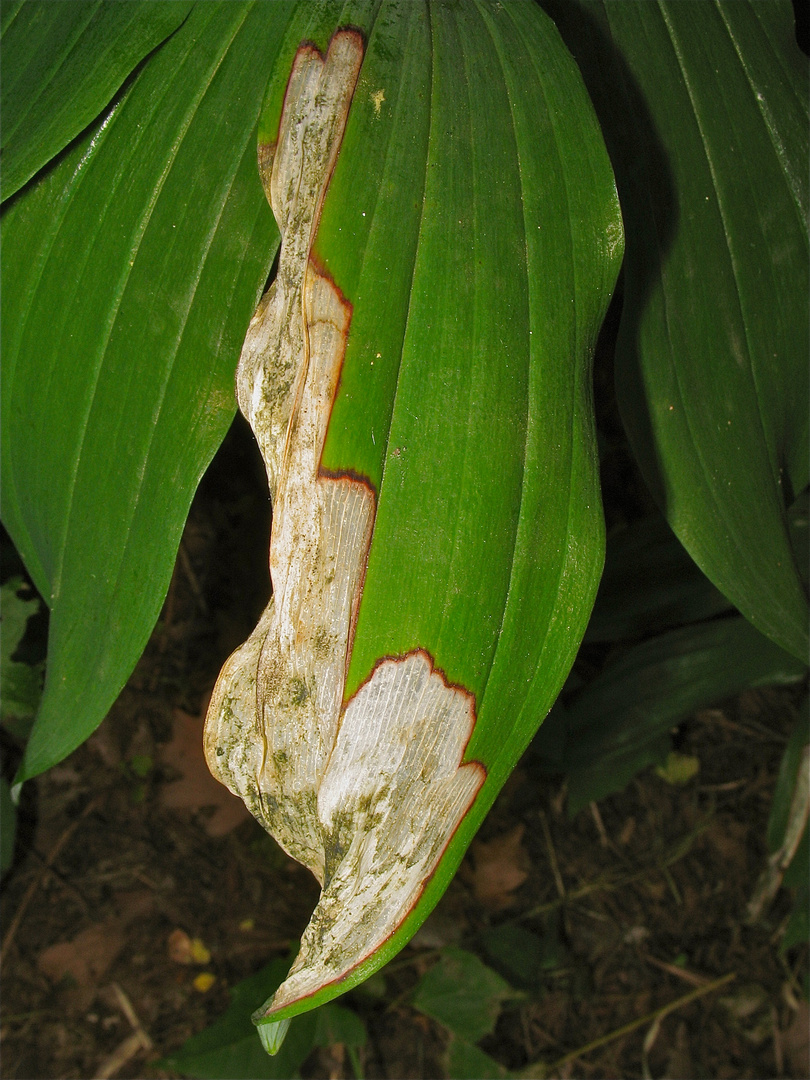 Platzminen der Fliegengattung Chylizosoma an Salomonsiegel (Polygonatum)