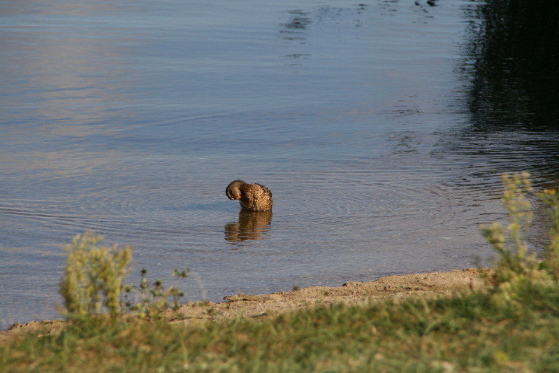 Plau am See I