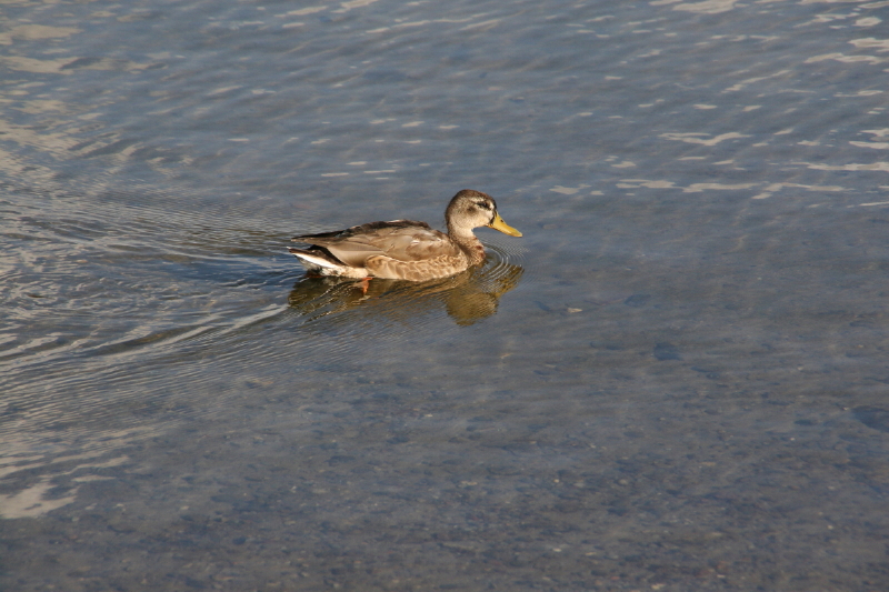 Plau am See III