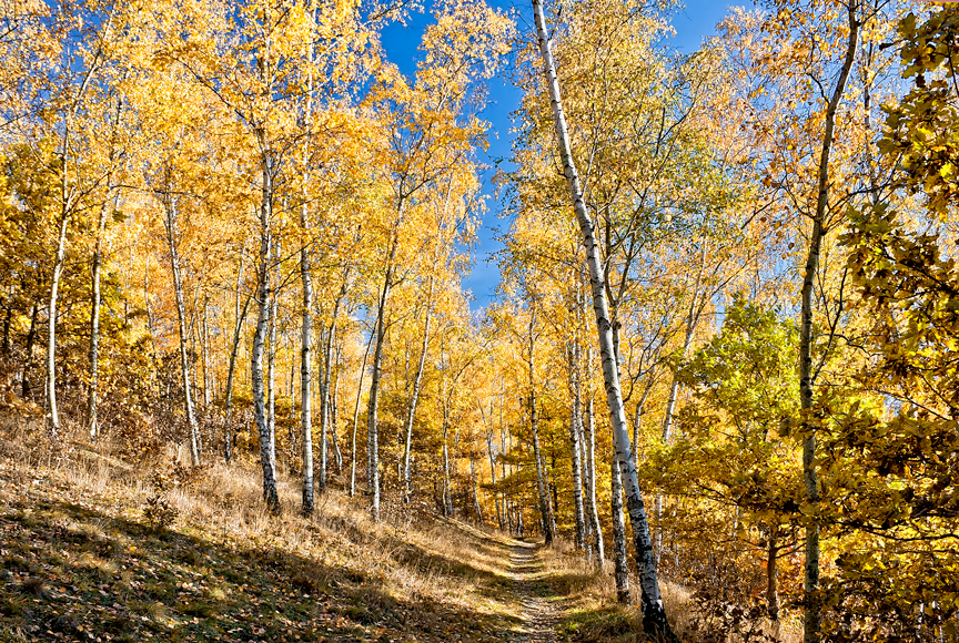 Plauen, Reusaer Wald