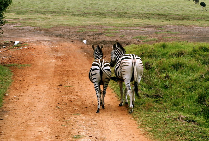 Plausch unter Zebras