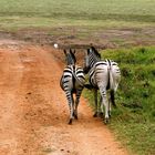 Plausch unter Zebras