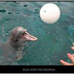 Play with the dolphin