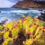 Playa de los Troches y Roque Dos Hermanos und Feigenkaktus