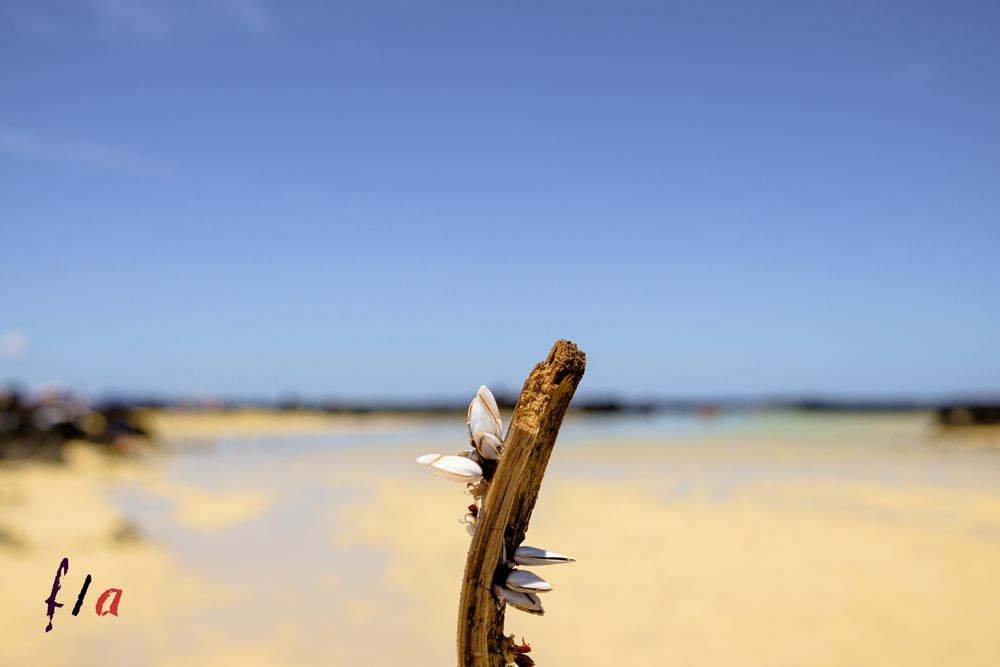 Playa del Caletón Blanco