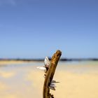 Playa del Caletón Blanco