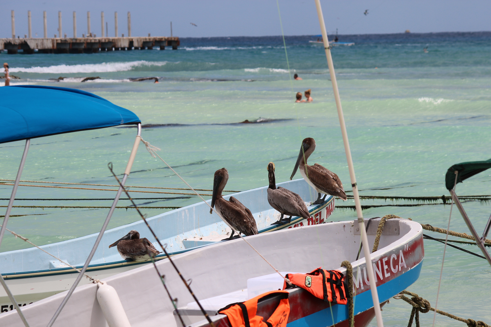 Playa del Carmen- Pelican