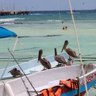 Playa del Carmen- Pelican