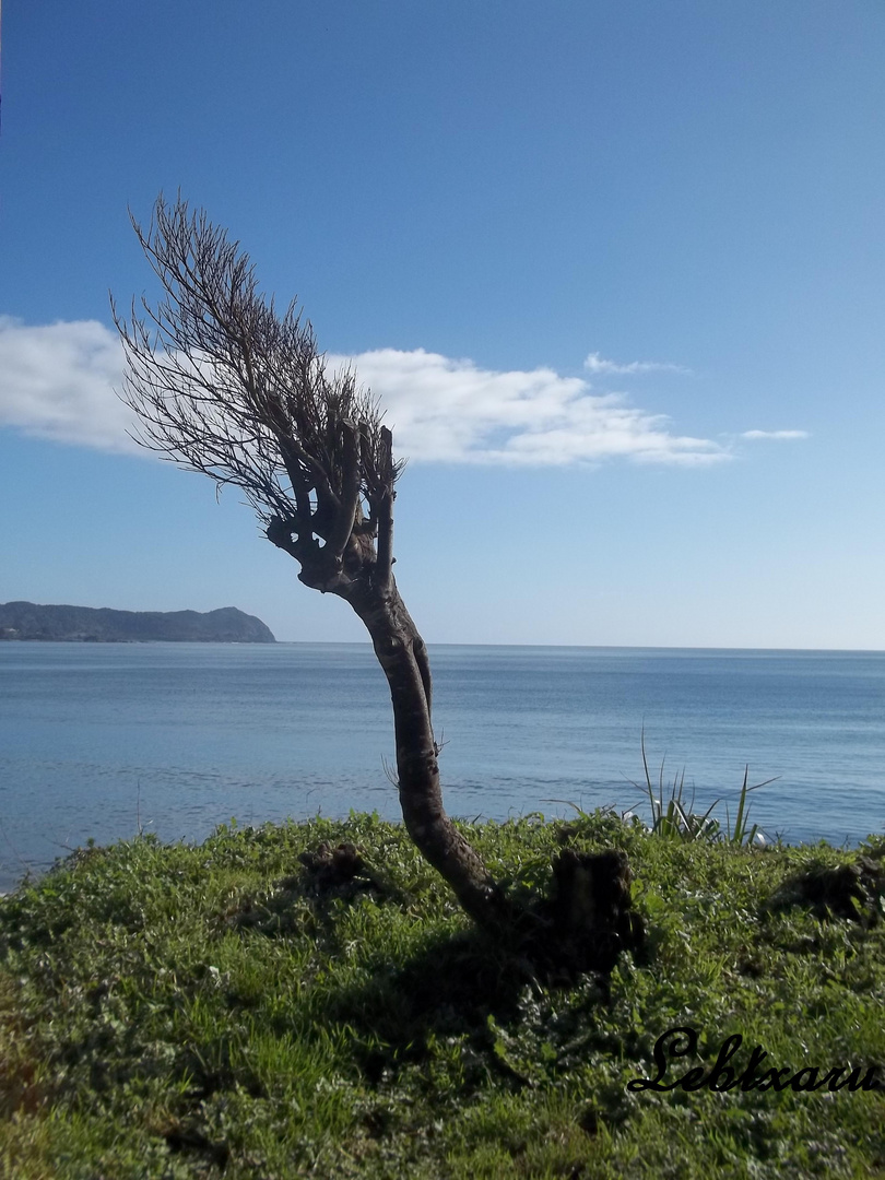 Playa grande, Niebla - Valdivia - Chile