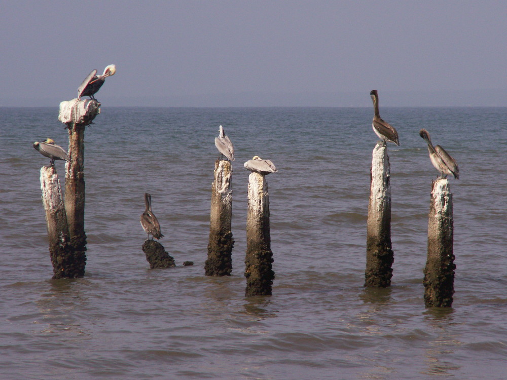 Playa los cocos