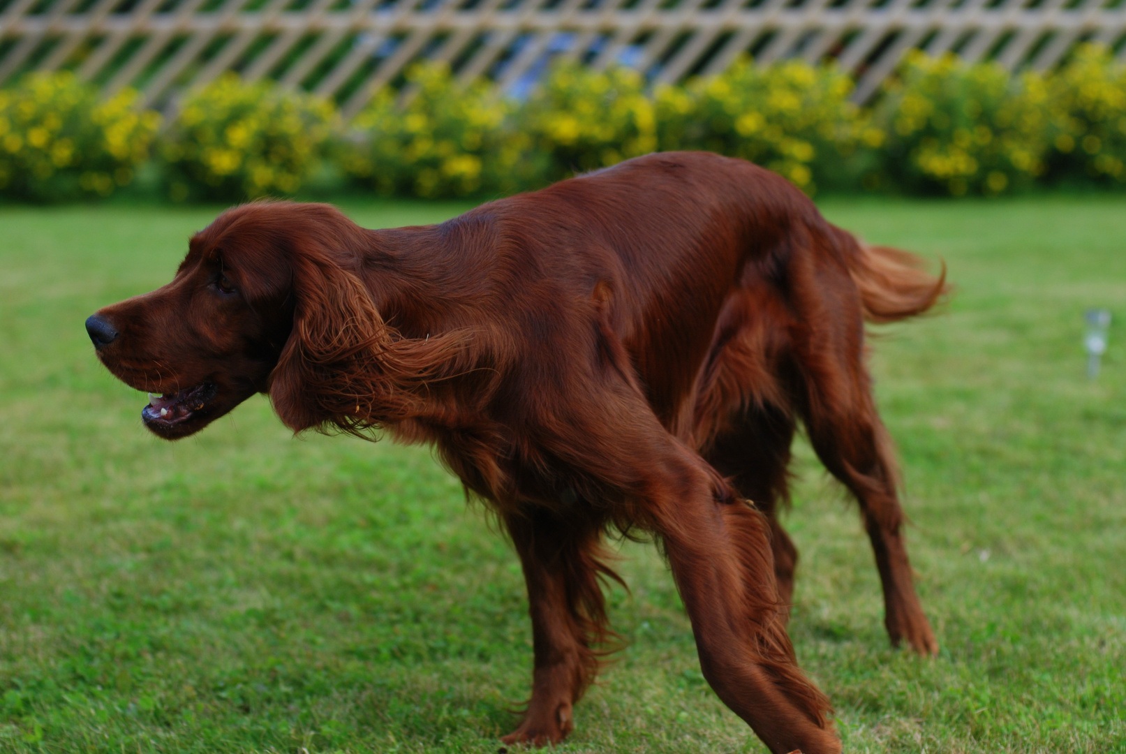 playful and young...