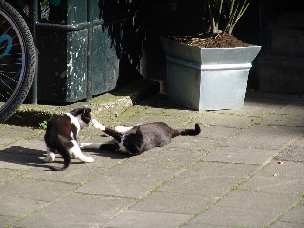 Playful cats in Amsterdam 2007