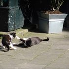 Playful cats in Amsterdam 2007