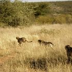 Playful Cheetahs