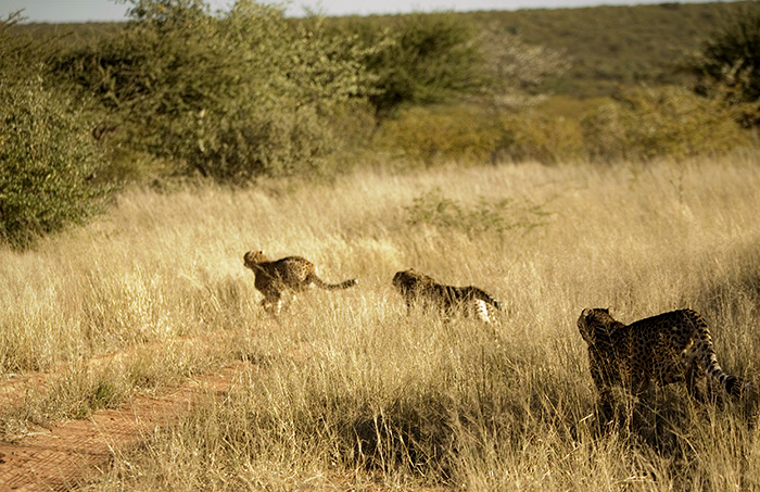 Playful Cheetahs