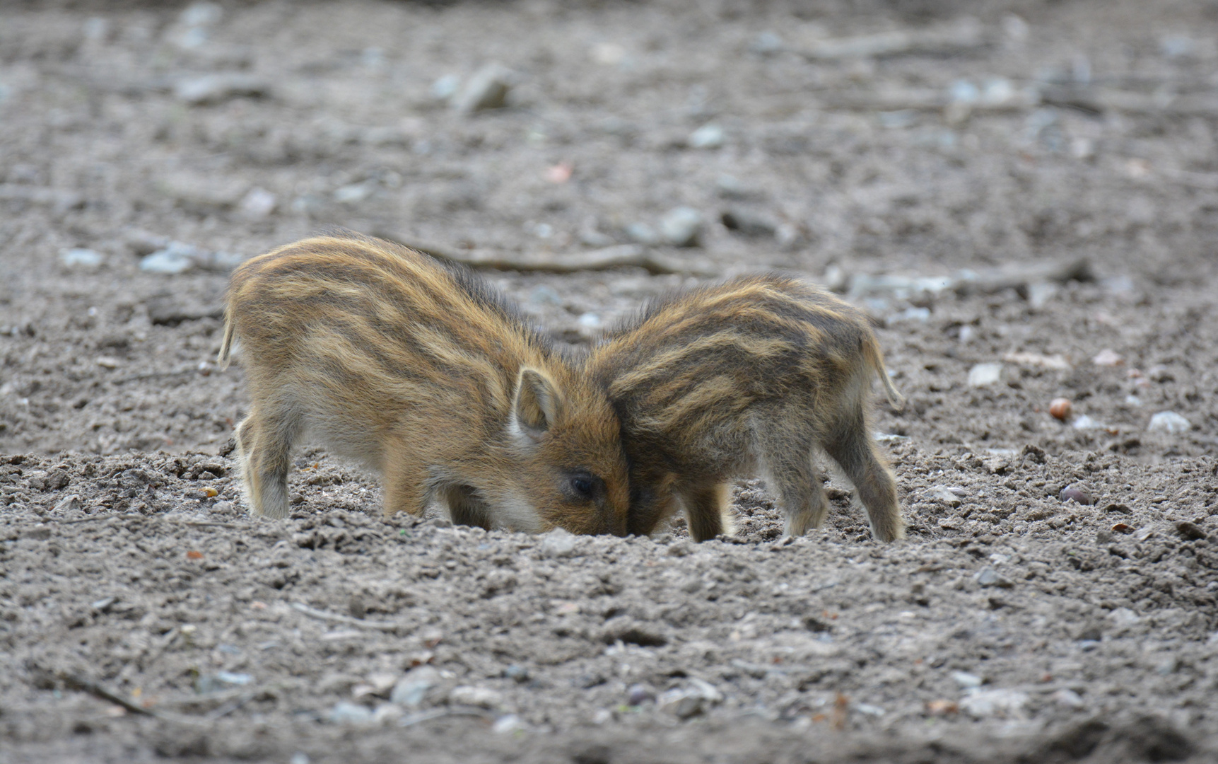 Playful Piglets!