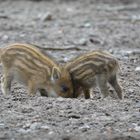 Playful Piglets!