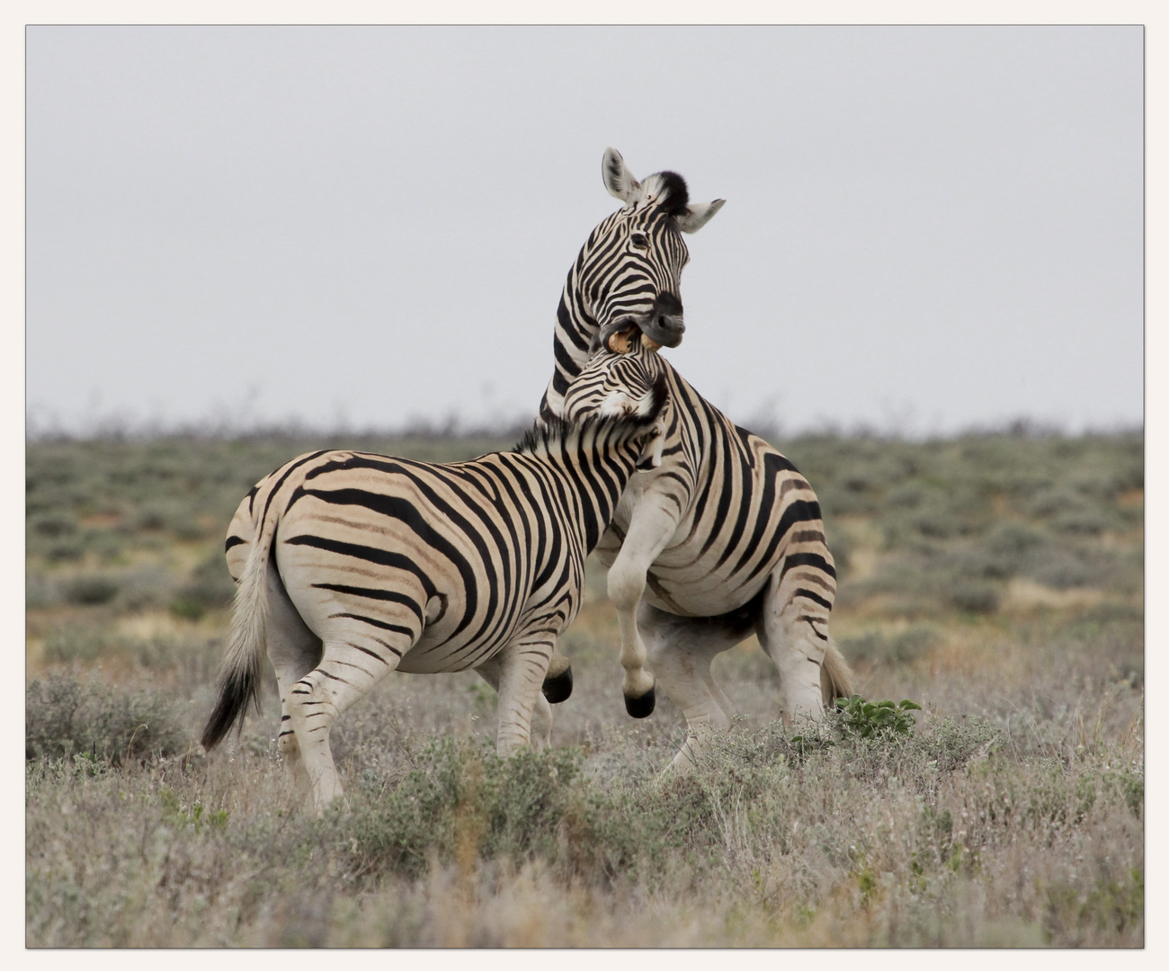 playful Zebra