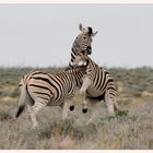 playful Zebra