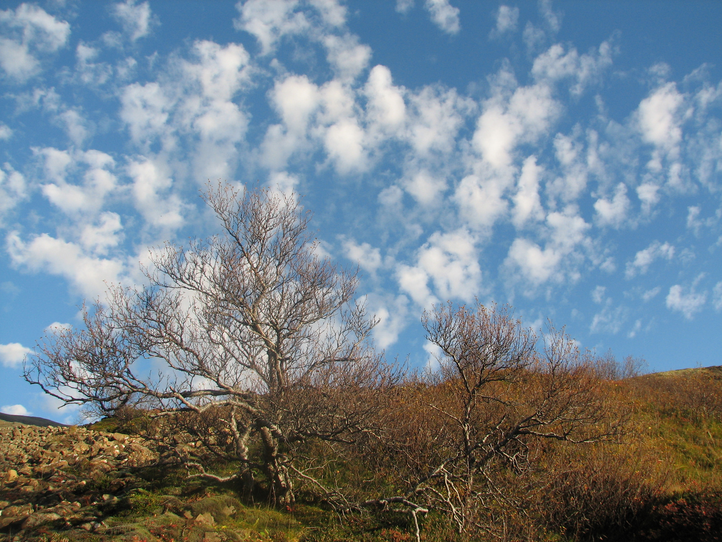 Playground of trees